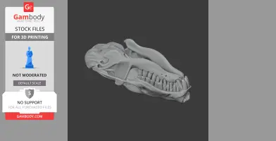 3D model of a hairy-tailed mole skull, showcasing intricate bone details for 3D printing.