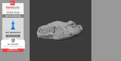 3D model of a Hairy-tailed Mole skull, showing dental and cranial features for printing.