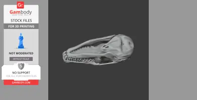 3D model of a hairy-tailed mole skull, detailed for printing, viewed from the side.