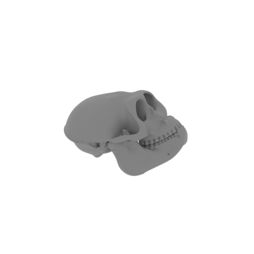 Hanuman Langur Skull.stl