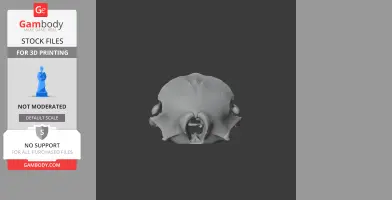 Harbor Porpoise Skull - Skull Replica STL