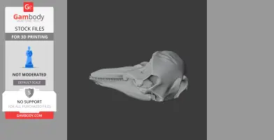 Harbor Porpoise Skull - Skull Replica STL
