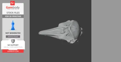 Harbor Porpoise Skull - Skull Replica STL