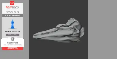 Harbor Porpoise Skull - Skull Replica STL