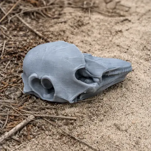 Harbor Porpoise Skull - Skull Replica STL