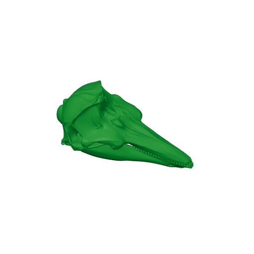 Harbor Porpoise Skull.3mf