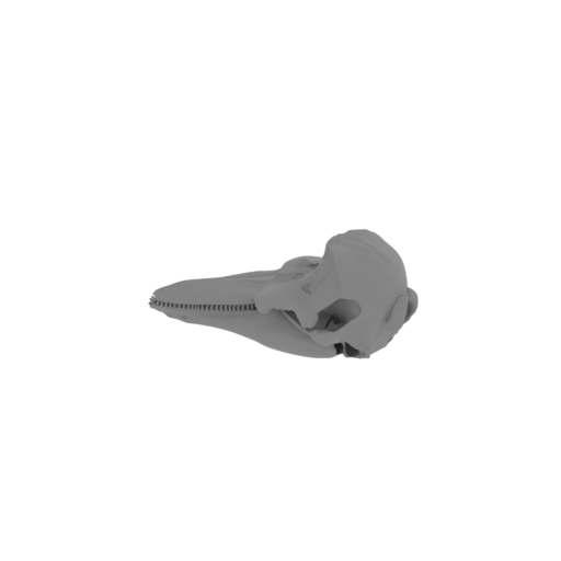 Harbor Porpoise Skull.stl