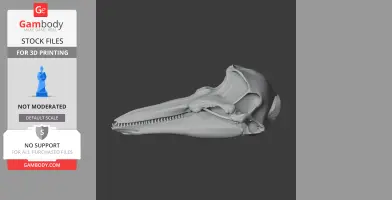 Harbor Porpoise Skull - Skull Replica STL