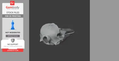 Harbor Porpoise Skull - Skull Replica STL