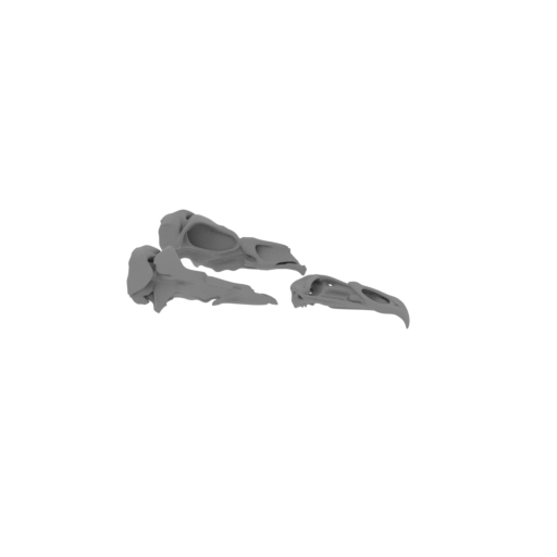 Harpagornis moorei (Haast's Eagle) Skull.stl