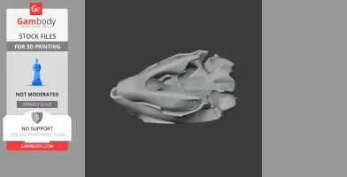 Hawksbill Turtle Skull - Skull Replica STL