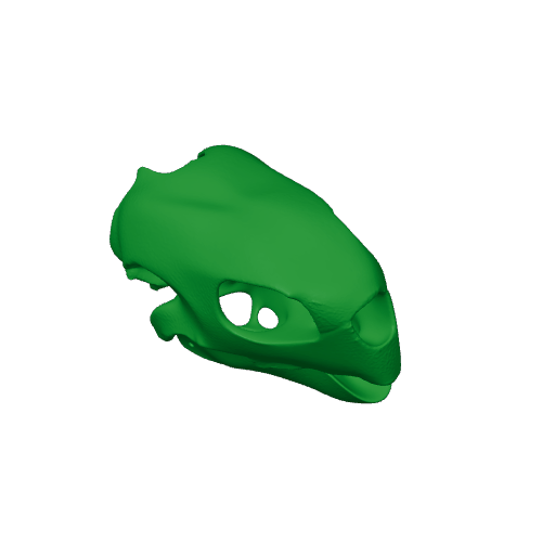 Hawksbill Turtle Skull.3mf