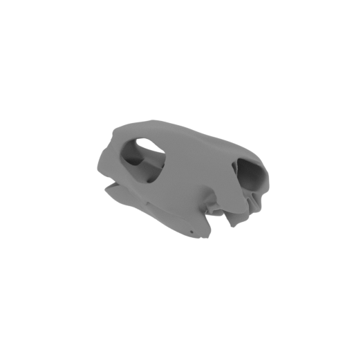 Hawksbill Turtle Skull.stl