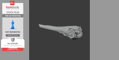 3D model of a Hector's dolphin skull, showing detailed bone structure for 3D printing.