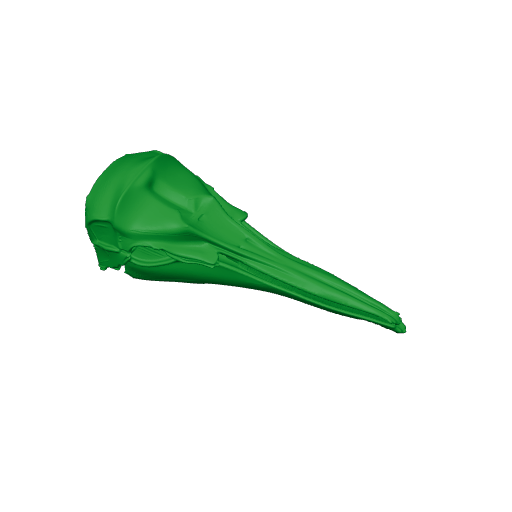 Hector's Dolphin Skull.3mf