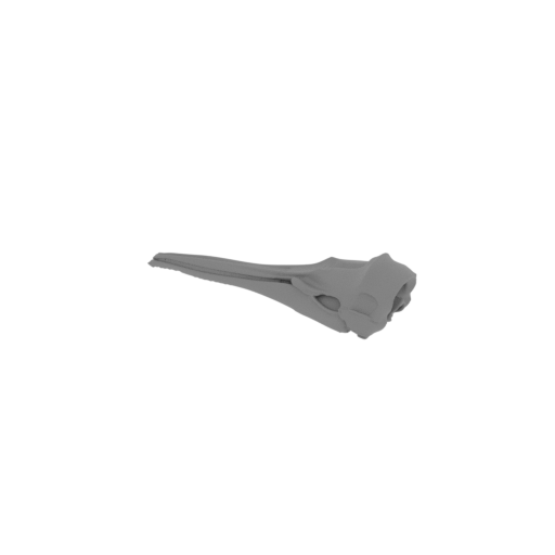 Hector's Dolphin Skull.stl