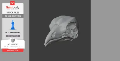 3D model of a Hoatzin bird skull, detailed and ready for 3D printing.