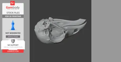 3D model of a Hoatzin bird skull, showing intricate bone structure on a dark background.