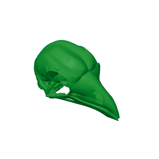 Hoatzin Skull.3mf