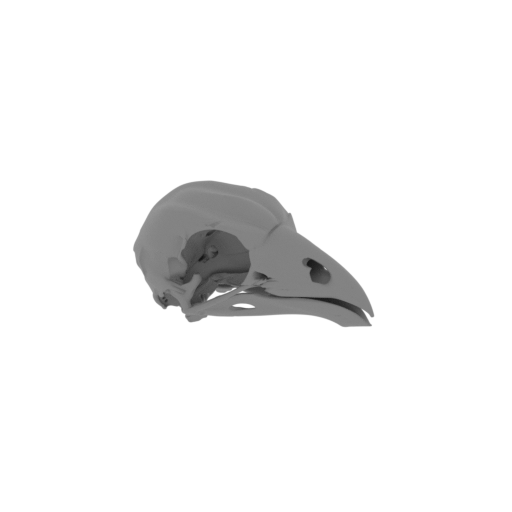 Hoatzin Skull.stl