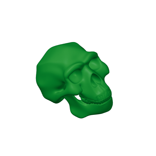 Homo Erectus Skull.3mf
