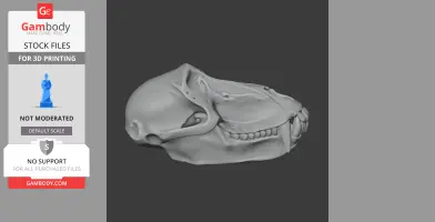 Hamadryas Baboon Skull - Skull Replica STL