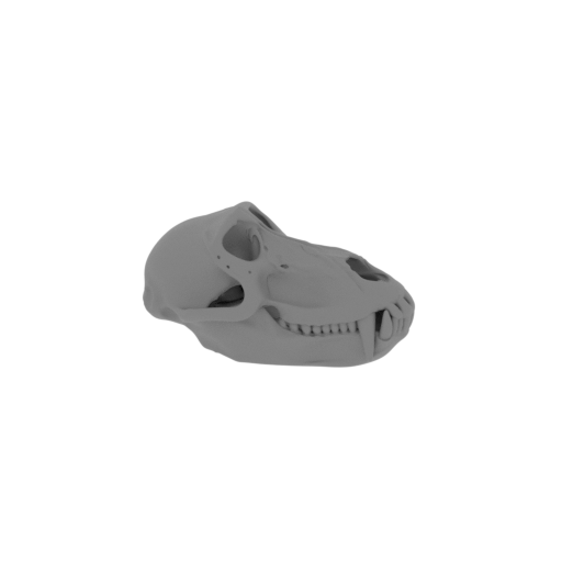Hamadryas Baboon Skull.stl