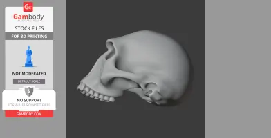 Homo Habilis Skull - Skull Replica STL