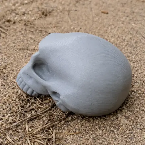 Gray Homo habilis skull replica lying on sandy ground.