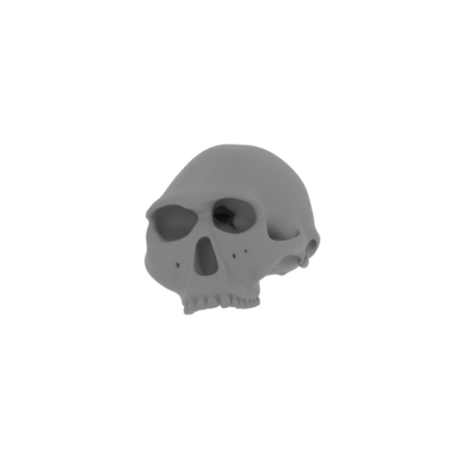 Homo Habilis Skull.stl