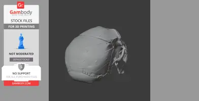 Homo heidelbergensis Skull - Skull Replica STL