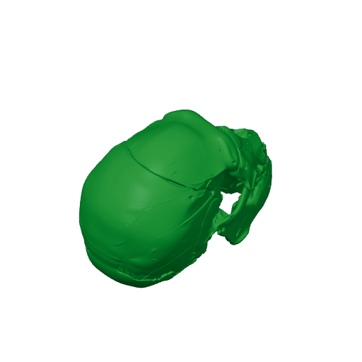 Homo heidelbergensis Skull.3mf