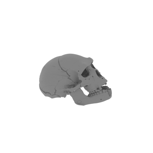 Homo heidelbergensis Skull.stl
