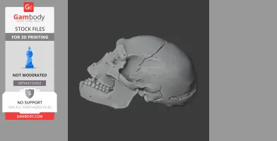 Homo heidelbergensis Skull - Skull Replica STL