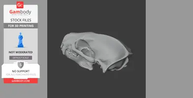Honey Badger Skull - Skull Replica STL