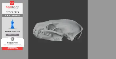 Honey Badger Skull - Skull Replica STL