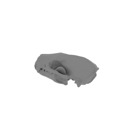 Honey Badger Skull.stl