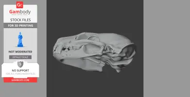 Honey Badger Skull - Skull Replica STL