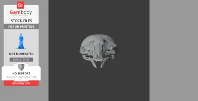 Honey Possum Skull - Skull Replica STL