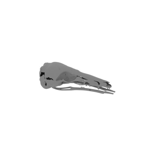 Honey Possum Skull.stl