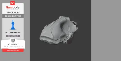 Hooded Seal Skull - Skull Replica STL