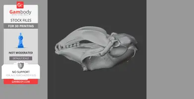 Hooded Seal Skull - Skull Replica STL
