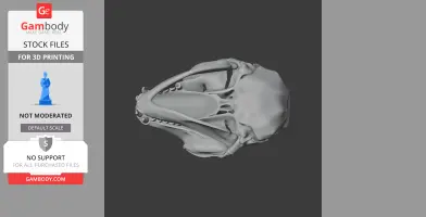 Hooded Seal Skull - Skull Replica STL