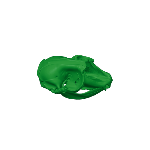 Hooded Seal Skull.3mf