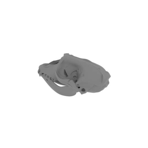 Hooded Seal Skull.stl
