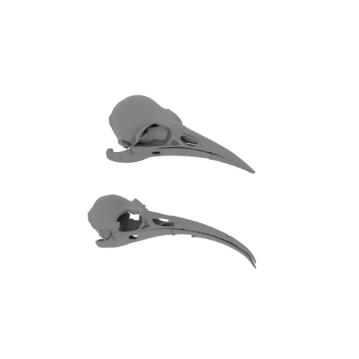 Huia Skull.stl