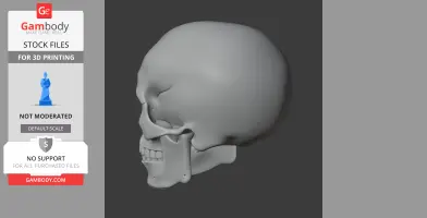 3D model of a human skull in profile view, shown in gray, suitable for 3D printing.