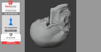 A detailed 3D model of a human skull, focusing on the side profile with visible teeth and jaw structure.
