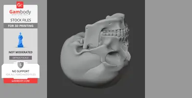 3D model of a human skull replica, showcasing detailed teeth and bone structure, side view.