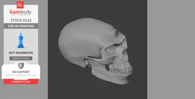 Homo neanderthalensis Skull - Skull Replica STL